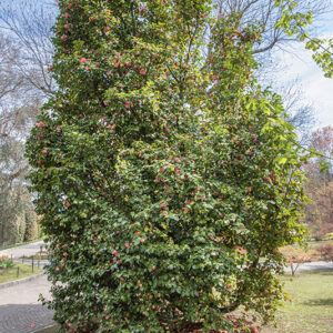 CAMELIA JAPONICA - CAMELLIA - THEACEAE - 6519
