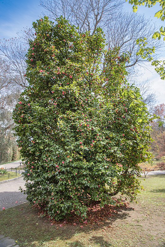 CAMELIA JAPONICA - CAMELLIA - THEACEAE - 6519
