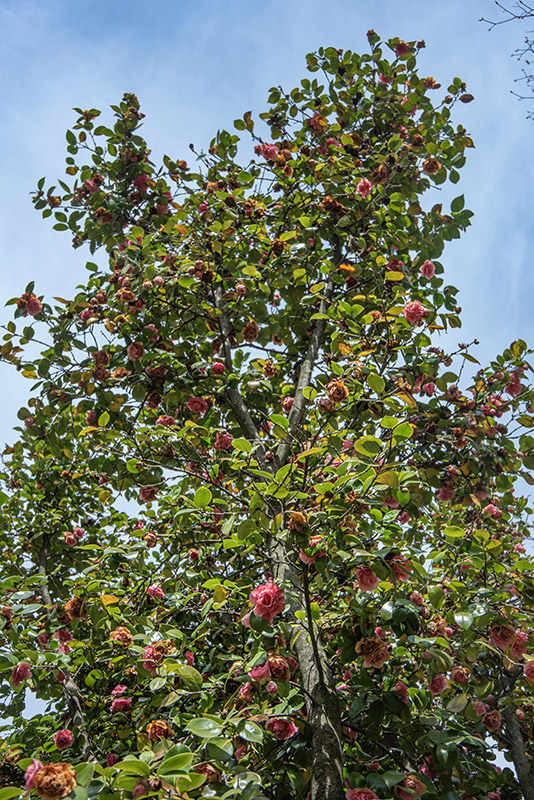 CAMELIA JAPONICA - CAMELLIA - THEACEAE - 6520