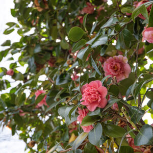 CAMELIA JAPONICA - CAMELLIA - THEACEAE - 6521