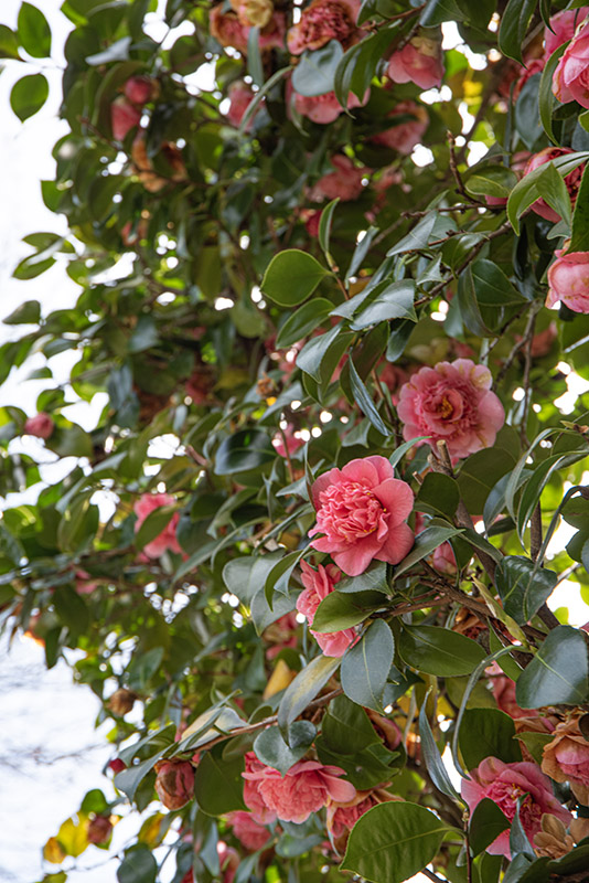 CAMELIA JAPONICA - CAMELLIA - THEACEAE - 6521