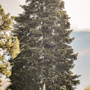 ABETE DEL CAUCASO - ABIES NORDMANNIANA - PINACEAE - 6412