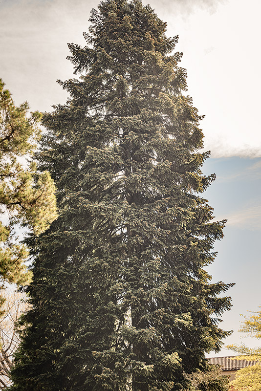 ABETE DEL CAUCASO - ABIES NORDMANNIANA - PINACEAE - 6412