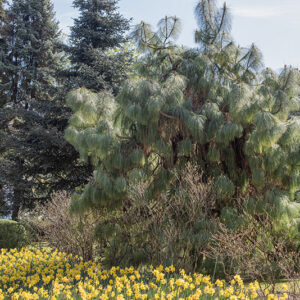 PINUS MONTEZUMAE - PINACEAE - 6414
