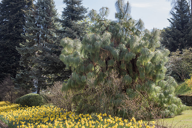 PINUS MONTEZUMAE - PINACEAE - 6414 - immagine 1