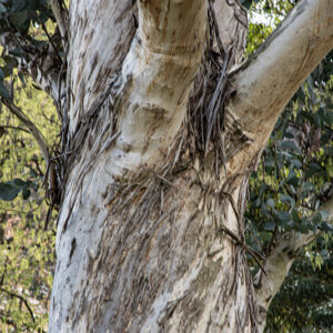EUCALIPTUS, DEBEUZEVILLE, MYRTACEAE, AUSTRALIA - 6500