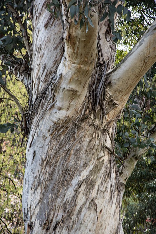 EUCALIPTUS, DEBEUZEVILLE, MYRTACEAE, AUSTRALIA - 6500