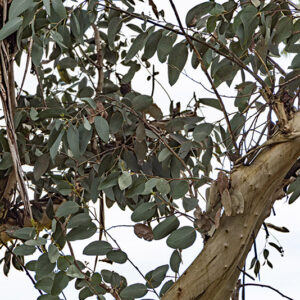 EUCALIPTUS, DEBEUZEVILLE, MYRTACEAE, AUSTRALIA - 6501
