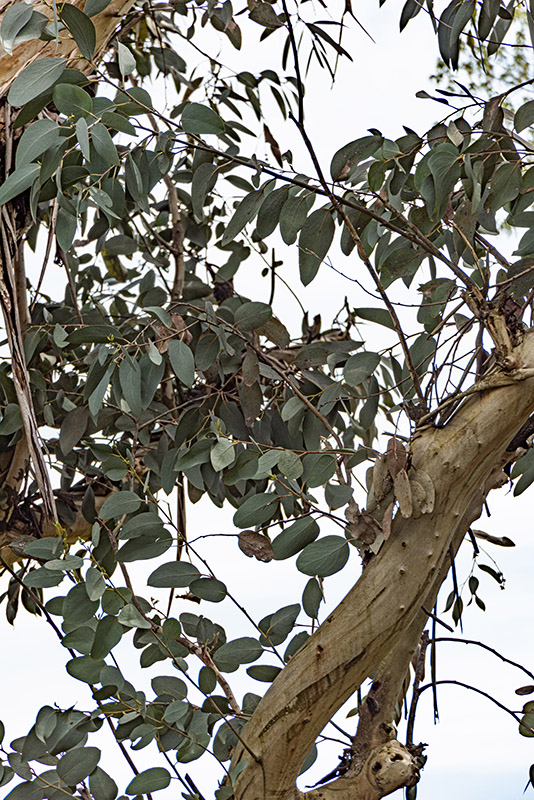 EUCALIPTUS, DEBEUZEVILLE, MYRTACEAE, AUSTRALIA - 6501