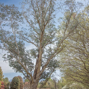 EUCALIPTUS, DEBEUZEVILLE, MYRTACEAE, AUSTRALIA - 6503
