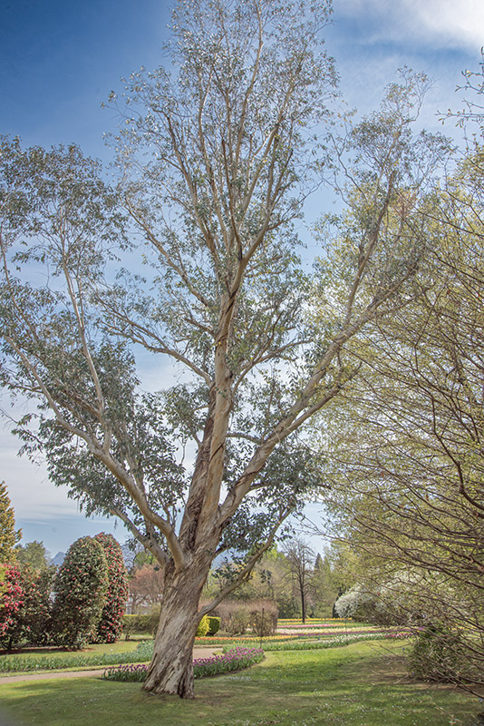 EUCALIPTUS, DEBEUZEVILLE, MYRTACEAE, AUSTRALIA - 6503