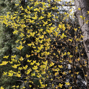 EMMENOPTERYS HENRYI, RUBIACEAE, CINA MERIDIONALE, VIETNAM, BOTANICA - 6527