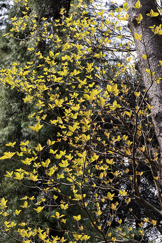 EMMENOPTERYS HENRYI, RUBIACEAE, CINA MERIDIONALE, VIETNAM, BOTANICA - 6527
