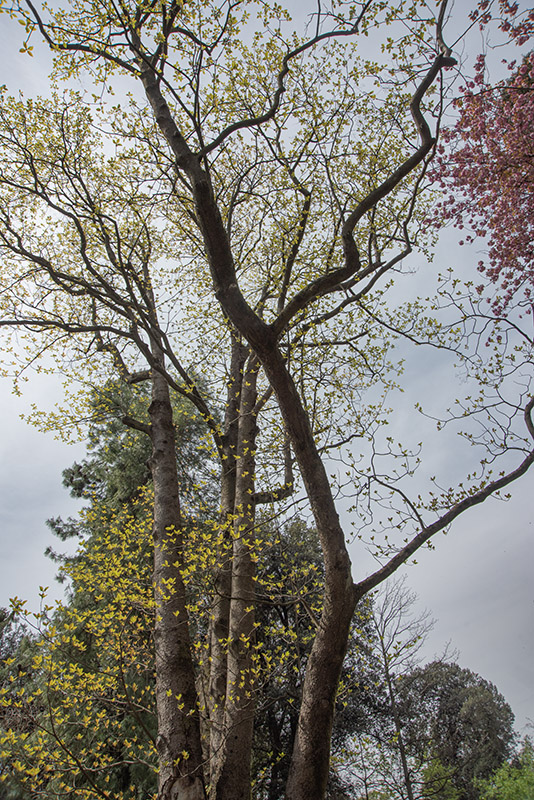 EMMENOPTERYS HENRYI, RUBIACEAE, CINA MERIDIONALE, VIETNAM, BOTANICA - 6529