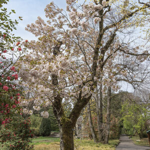 PRUNUS SARGENTII, ROSACEAE, GIAPPONE, COREA - 6560