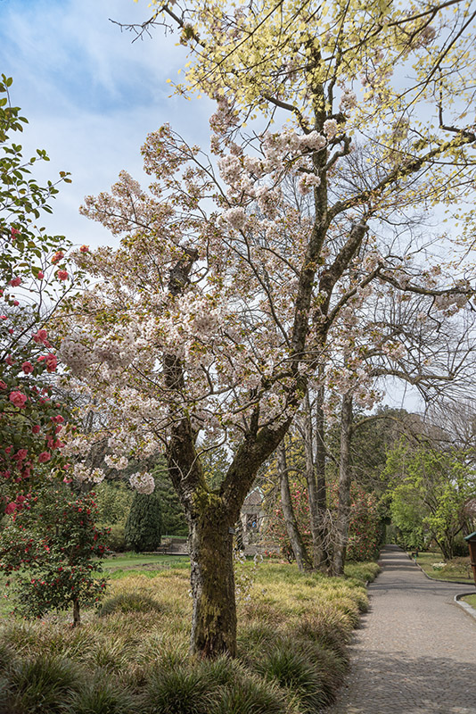PRUNUS SARGENTII, ROSACEAE, GIAPPONE, COREA - 6560