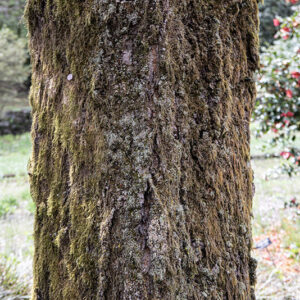 PRUNUS SARGENTII, ROSACEAE, GIAPPONE, COREA - 6559