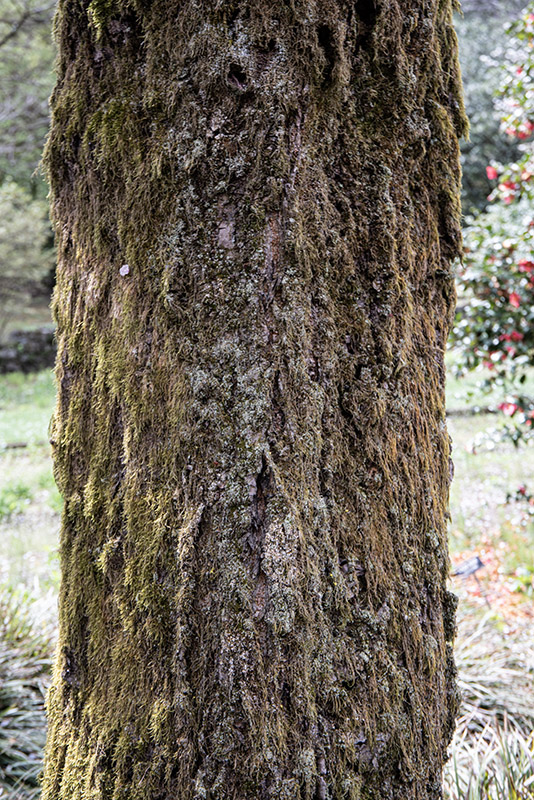PRUNUS SARGENTII, ROSACEAE, GIAPPONE, COREA - 6559