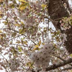 PRUNUS SARGENTII, ROSACEAE, GIAPPONE, COREA - 6561
