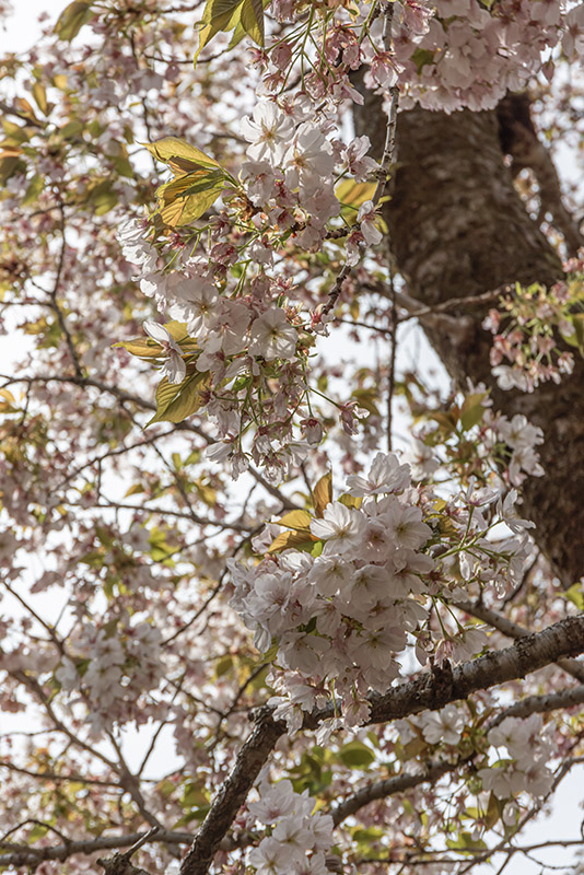 PRUNUS SARGENTII, ROSACEAE, GIAPPONE, COREA - 6561