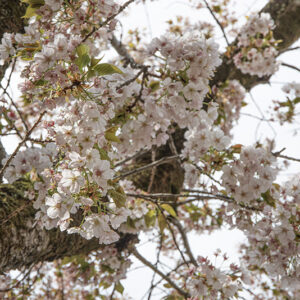 PRUNUS SARGENTII, ROSACEAE, GIAPPONE, COREA - 6562