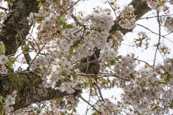 PRUNUS SARGENTII, ROSACEAE, GIAPPONE, COREA - 6562