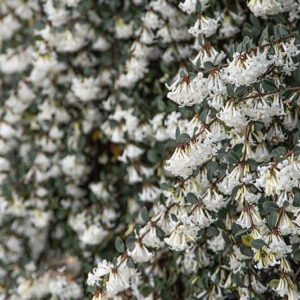 OSMANTHUS DELAVAYI, OLEACEAE, YUNNAN - 6590