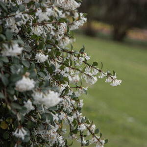 OSMANTHUS DELAVAYI, OLEACEAE, YUNNAN - 6591