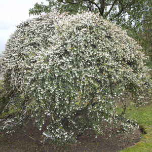 OSMANTHUS DELAVAYI, OLEACEAE, YUNNAN - 6592