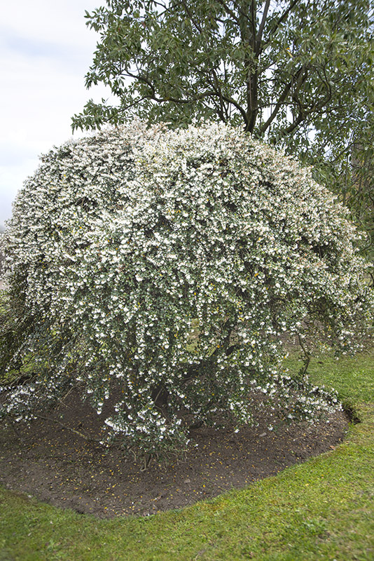 OSMANTHUS DELAVAYI, OLEACEAE, YUNNAN - 6592