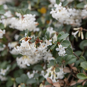 OSMANTHUS DELAVAYI, OLEACEAE, YUNNAN - 6594