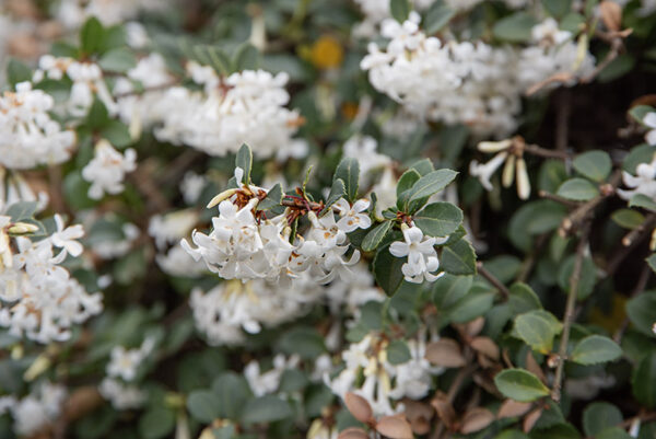 OSMANTHUS DELAVAYI, OLEACEAE, YUNNAN - 6594