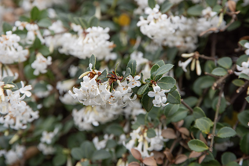 OSMANTHUS DELAVAYI, OLEACEAE, YUNNAN - 6594 - immagine 1