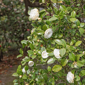 CAMELIA JAPONICA, DUCHESSE DE BERRY, THEACEAE, CULTIVAR - 6602