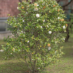 CAMELIA JAPONICA, DUCHESSE DE BERRY, THEACEAE, CULTIVAR - 6603