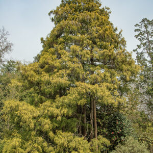 CHAMAECYPARIS PISIFERA, FILIFERA AUREA, CUPRESSACEAE, CULTIVAR, BOTANICA - 6622