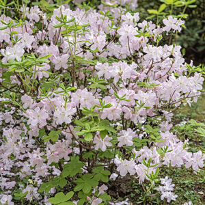 RHODODENDRON SCHLIPPENBACHII, ERICACEAE, COREA, MANCURIA - 6631