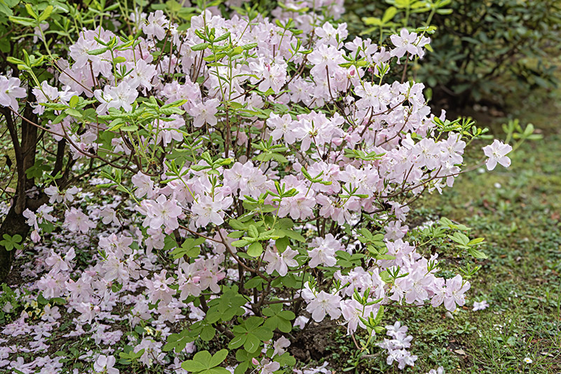 RHODODENDRON SCHLIPPENBACHII, ERICACEAE, COREA, MANCURIA - 6631 - immagine 1