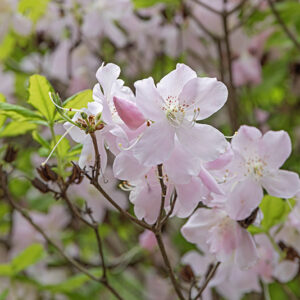 RHODODENDRON SCHLIPPENBACHII, ERICACEAE, COREA, MANCURIA - 6633