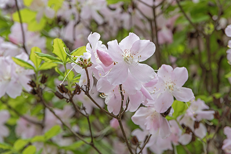RHODODENDRON SCHLIPPENBACHII, ERICACEAE, COREA, MANCURIA - 6633 - immagine 1