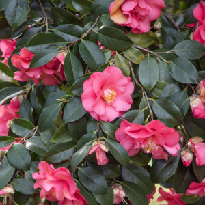 CAMELIA JAPONICA, ELEGANS, THEACEAE, CULTIVAR, ASIA, GIAPPONE - 6565