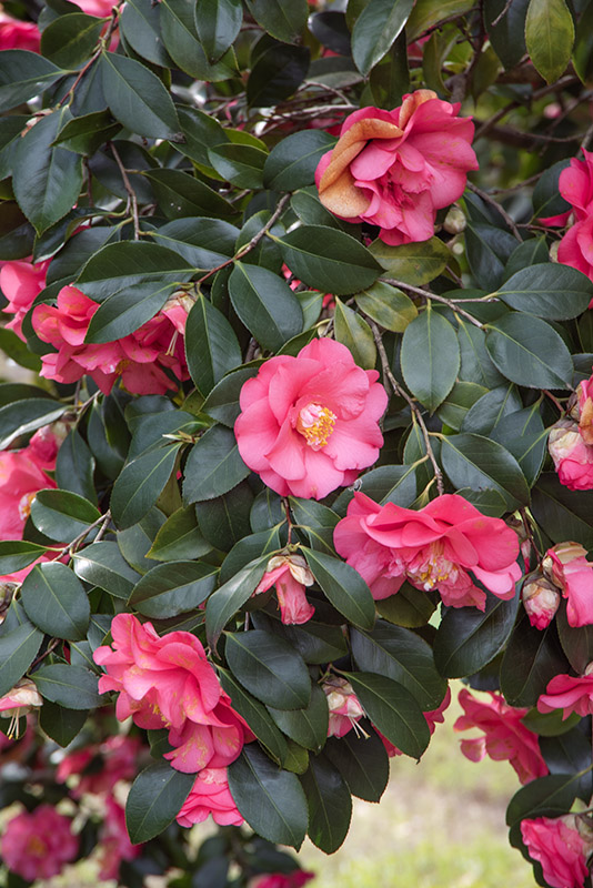 CAMELIA JAPONICA, ELEGANS, THEACEAE, CULTIVAR, ASIA, GIAPPONE - 6565