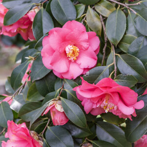 CAMELIA JAPONICA, ELEGANS, THEACEAE, CULTIVAR, ASIA, GIAPPONE - 6566
