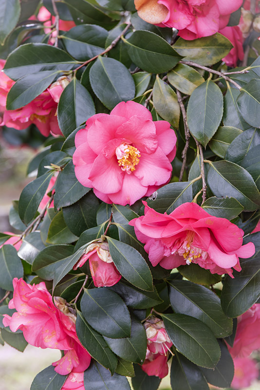 CAMELIA JAPONICA, ELEGANS, THEACEAE, CULTIVAR, ASIA, GIAPPONE - 6566