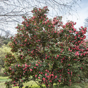 CAMELIA JAPONICA, ELEGANS, THEACEAE, CULTIVAR, ASIA, GIAPPONE - 6567