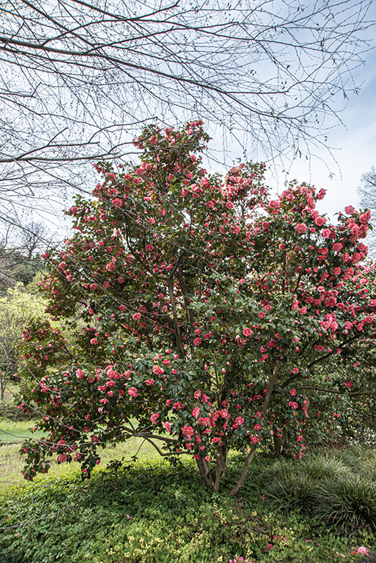 CAMELIA JAPONICA, ELEGANS, THEACEAE, CULTIVAR, ASIA, GIAPPONE - 6567