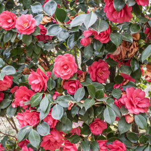 CAMELIA JAPONICA, ELEGANS, THEACEAE, CULTIVAR, ASIA, GIAPPONE - 6568