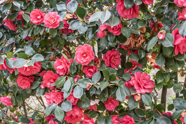 CAMELIA JAPONICA, ELEGANS, THEACEAE, CULTIVAR, ASIA, GIAPPONE - 6568