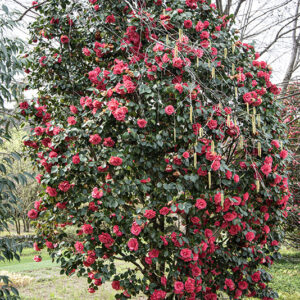 CAMELIA JAPONICA, ELEGANS, THEACEAE, CULTIVAR, ASIA, GIAPPONE - 6569
