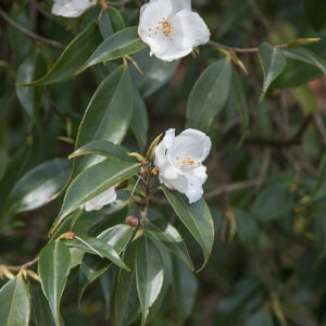 CAMELIA CUSPIDATA, THEACEAE, CULTIVAR, CINA OCCIDENTALE - 6571
